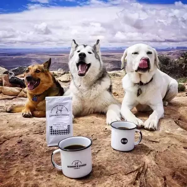 狗狗出行需要带什么,带狗狗遛弯有什么需要注意的