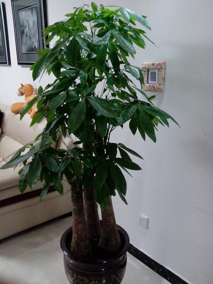 家庭种的绿植能够吸收雾霾吗,拒绝雾霾百合花