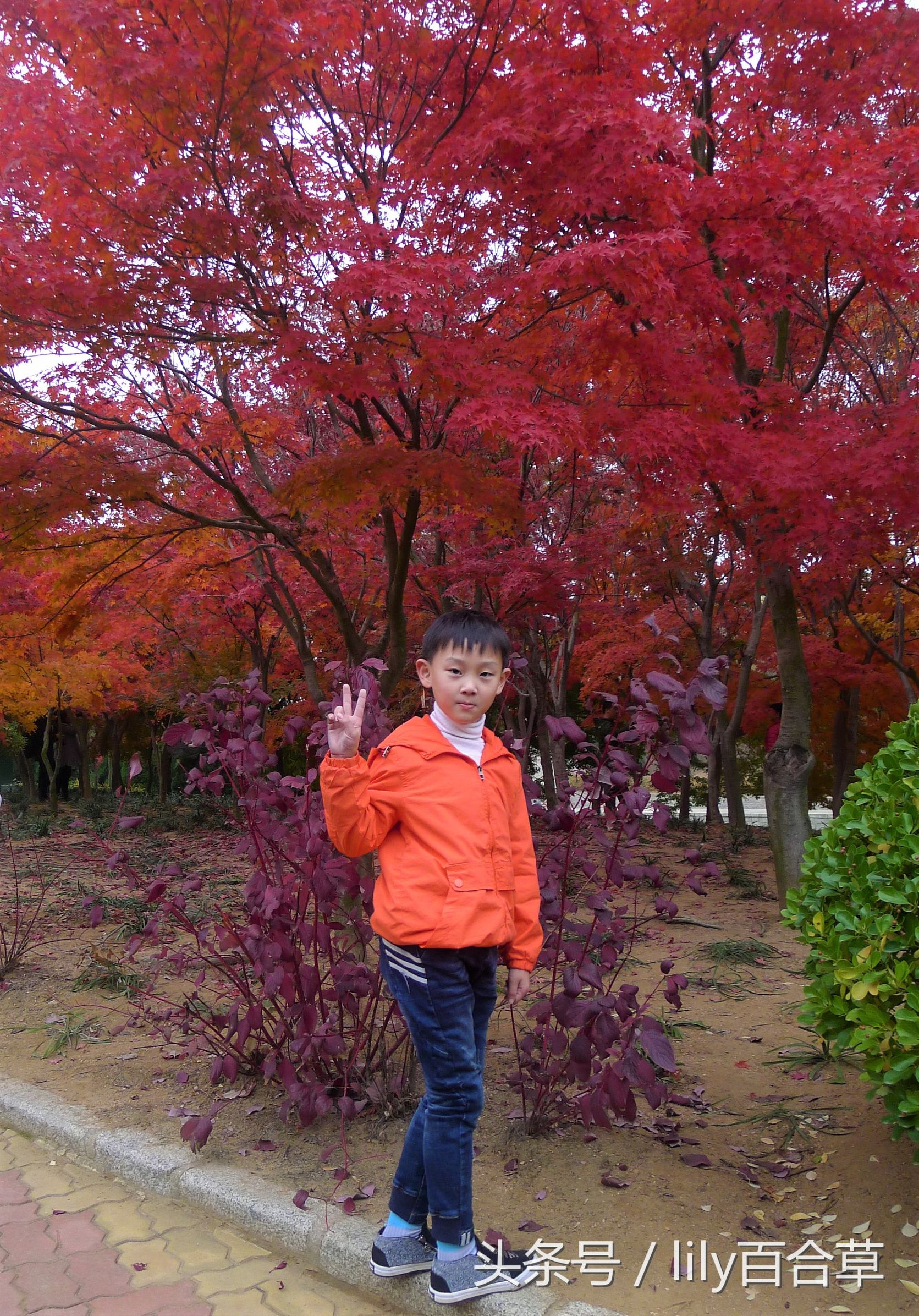 鬼马少年完全版,鬼马少年系列