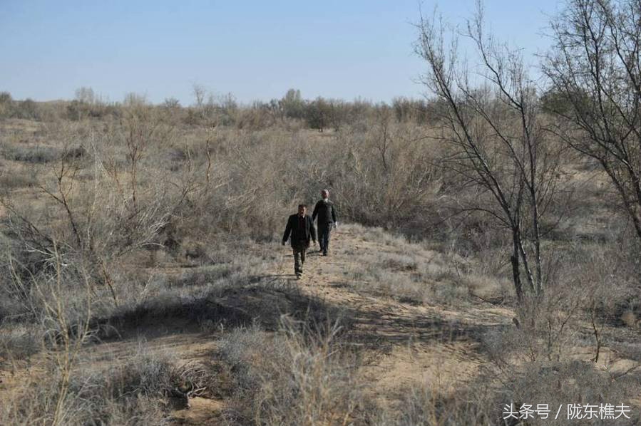 父子绿化沙漠,坚守独腿夫妻沙漠种出30万棵树