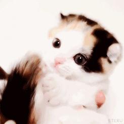 花枝鼠吃东西太疯狂了,花枝鼠偷东西吃