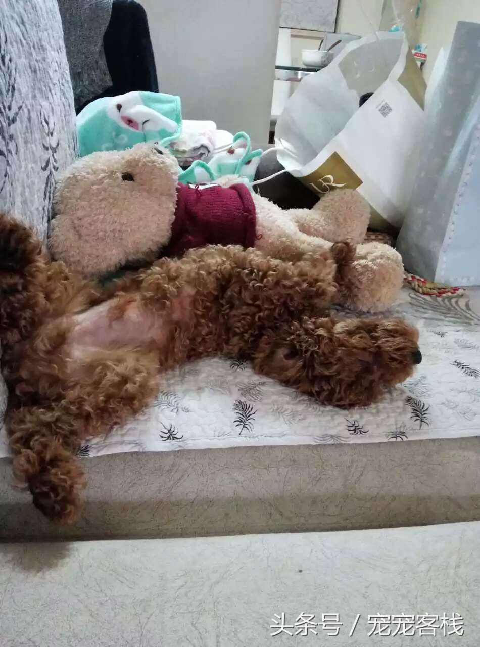 泰迪新睡姿,泰迪的反常行为