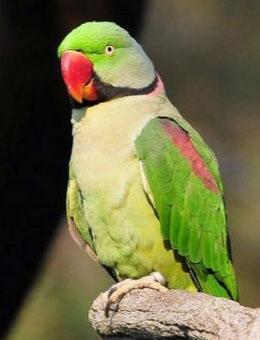 怎么样才能分辨鹦鹉是什么鹦鹉,怎么区分鹦鹉杂毛