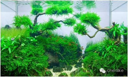 顽强的生命力句子,顽强的生命力的植物