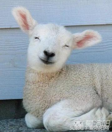 实拍：在洛阳200和2000的大衣到底哪不同，真相在这