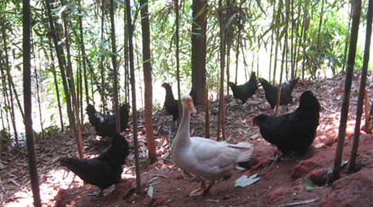 养土鸡一般要防哪些病,养土鸡防黄鼠狼妙招视频