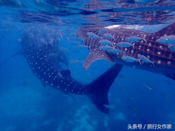 冬天到了，让我们去暖和的东南亚宿雾小岛感受温暖