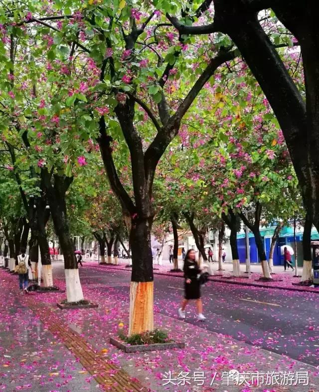 西大下了一场雨，美翻了整个肇庆！