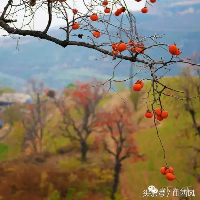 柿子冷落寒风里——稷山游子在深情回望