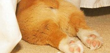 狗爪子怎么保持干净,狗爪怎么保养