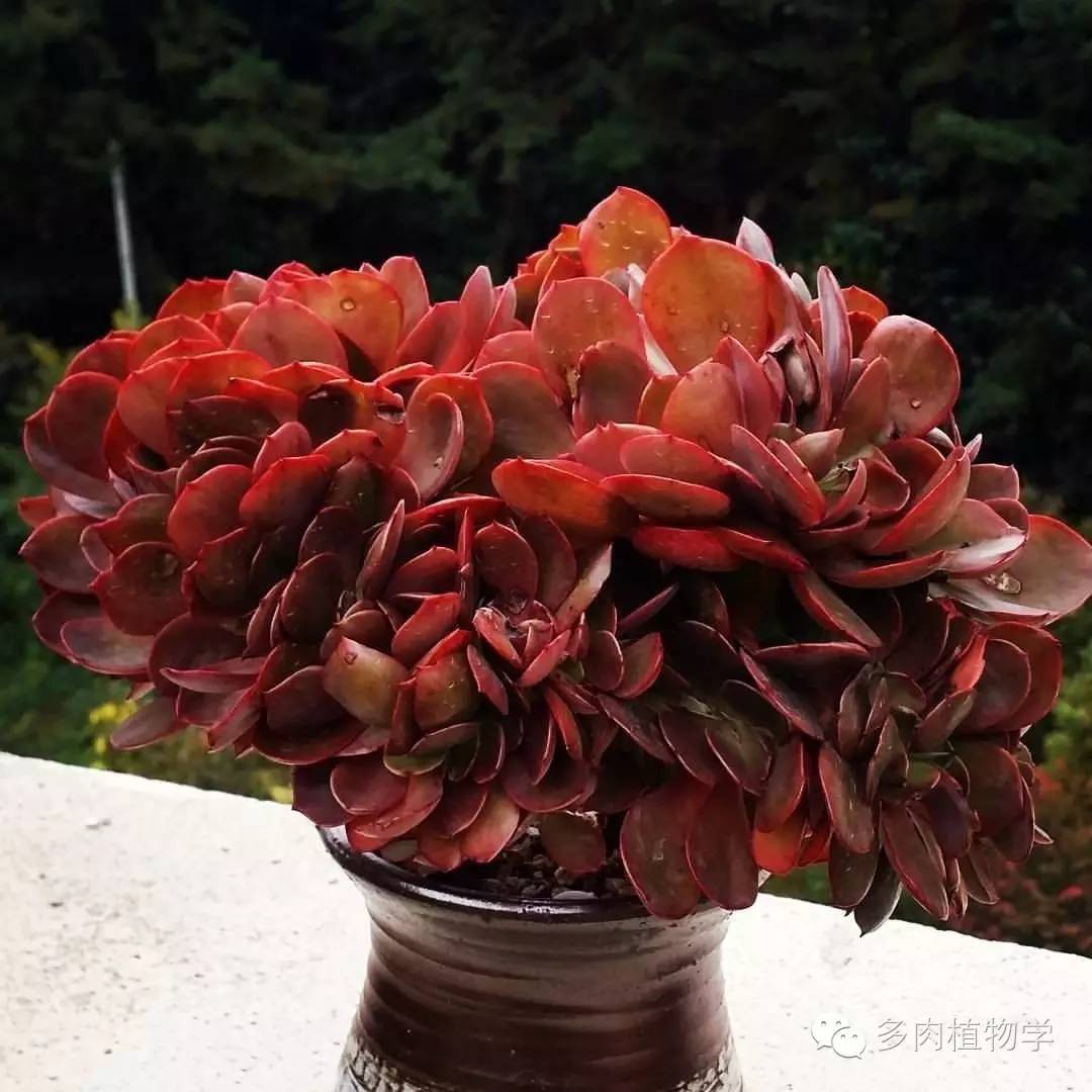 养多肉的男人都有一颗细腻的心,高校男生养多肉