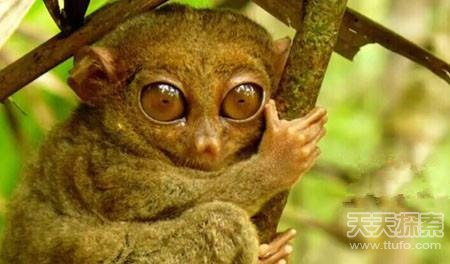世界上最强的灵长类动物,盘点世界上怪异的巨大动物