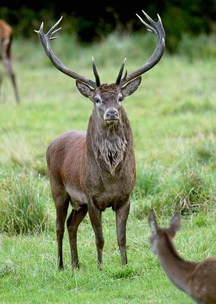 世界上最强的灵长类动物,盘点世界上怪异的巨大动物