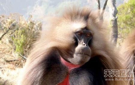 世界上最强的灵长类动物,盘点世界上怪异的巨大动物