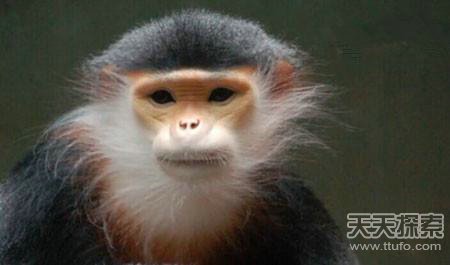 世界上最强的灵长类动物,盘点世界上怪异的巨大动物
