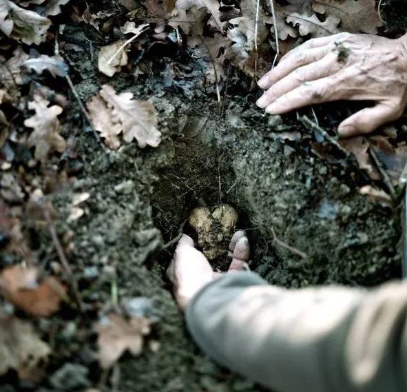 松露口味是什么特点,松露的味道为什么会让人终身难忘