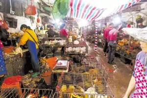 2018年毛鸡市场走势图,今日红鸡价格最新报价