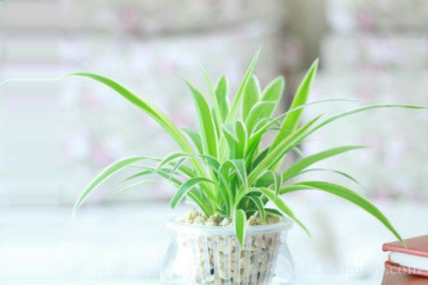 青叶吊兰水培方法和注意事项,怎样水培金边吊兰又能够养鱼