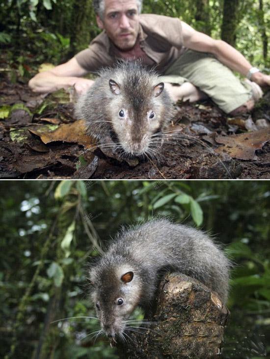 世界上最强的灵长类动物,盘点世界上怪异的巨大动物