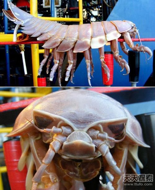 世界上最强的灵长类动物,盘点世界上怪异的巨大动物