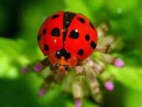 哪些瓢虫是害虫和益虫,19星瓢虫是害虫还是益虫
