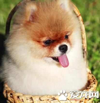 博美犬不能够吃什么东西和水果,博美犬下崽子都喂啥