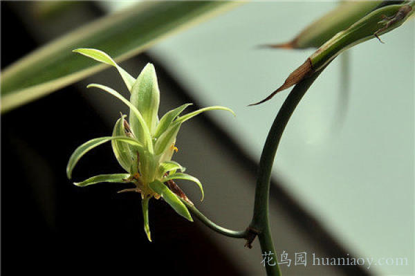 青叶吊兰水培方法和注意事项,怎样水培金边吊兰又能够养鱼