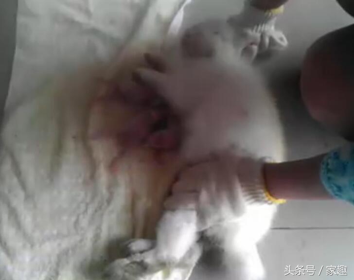 小白兔为什么刚生下来不给喝奶 (刚出生小奶兔喝奶)