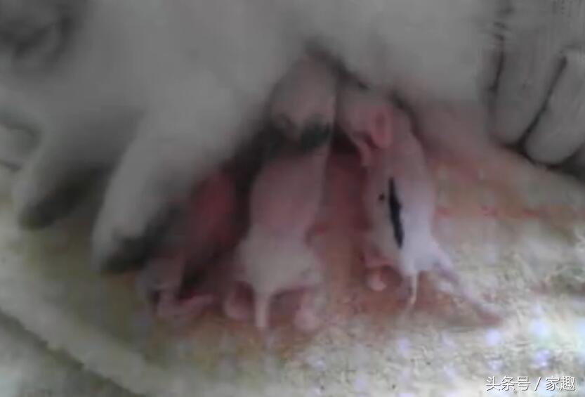 小白兔为什么刚生下来不给喝奶 (刚出生小奶兔喝奶)