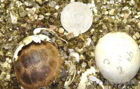 缅甸陆龟智商,缅甸陆龟政策