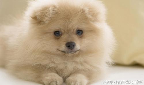 狗狗便便不成形什么原因,狗狗的便便不成形怎么回事儿