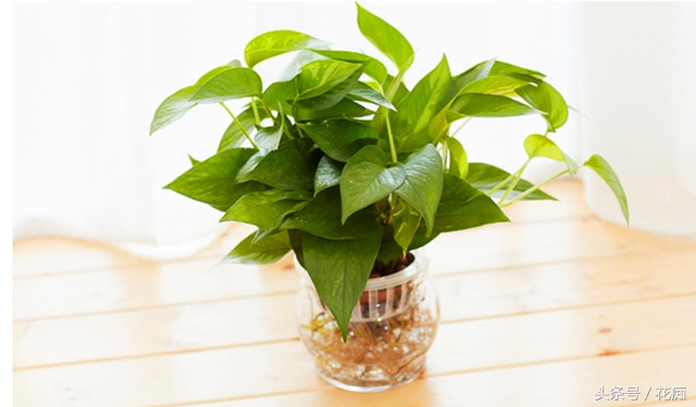 土培绿萝转水培正确方法,绿萝土培转水培的正确方法