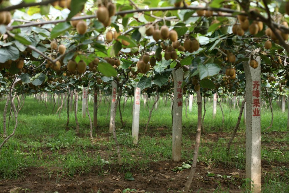 陕西眉县猕猴桃走向世界,陕西眉县猕猴桃与山东博山猕猴桃