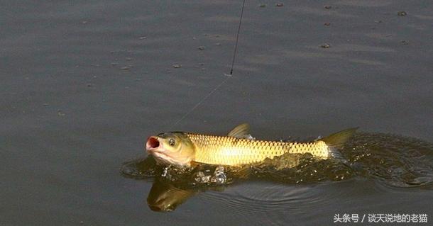 鱼钩最坚固的绑钩方法视频,钓鱼教程简单方便的绑鱼钩方法