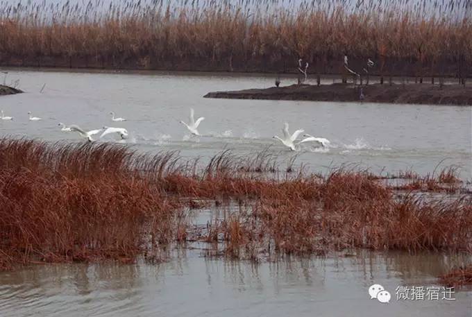 雪中宿迁，素颜都美到窒息！
