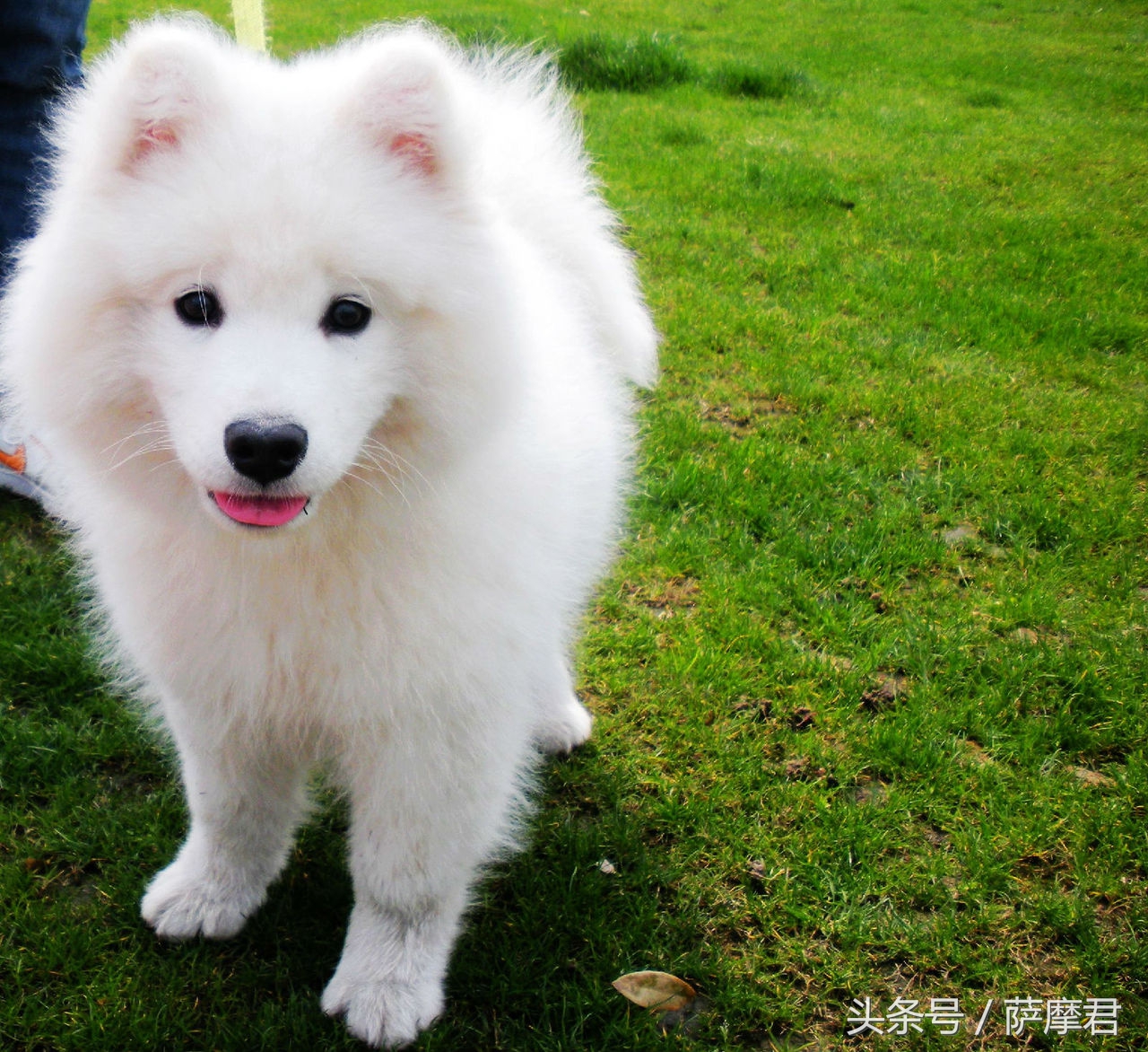 萨摩耶犬训练营,萨摩耶训练保护主人