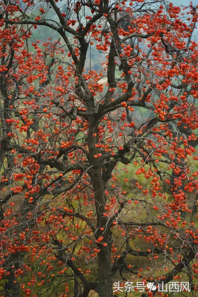 柿子冷落寒风里——稷山游子在深情回望