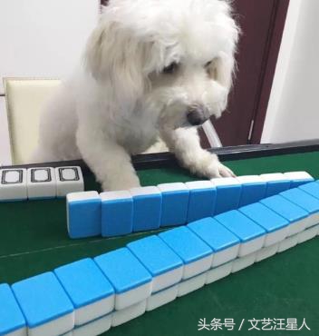 三只狗构成的麻将铁三角