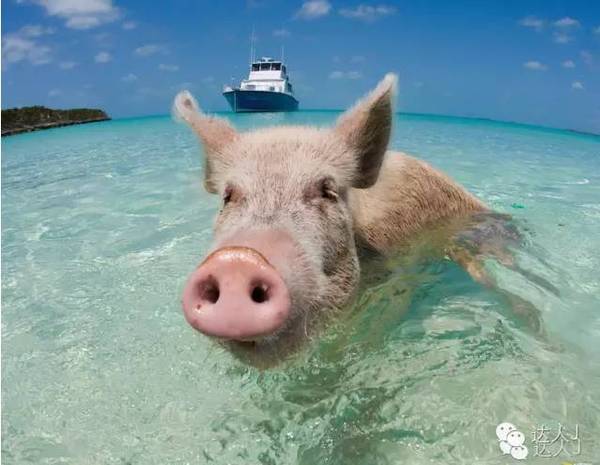 巴哈马和巴拿马区别,巴哈马跟巴拿马