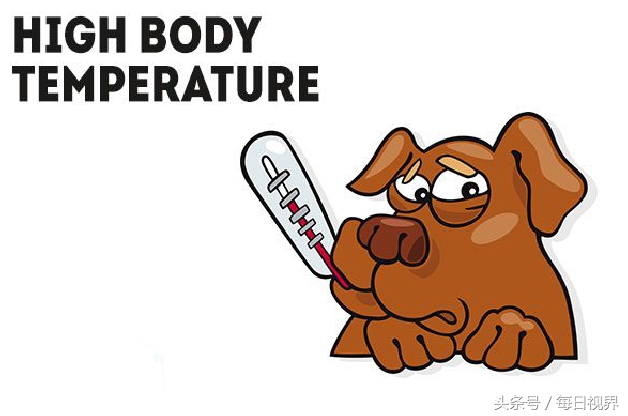 15种狗狗常见病治疗,狗狗生病了有哪些症状