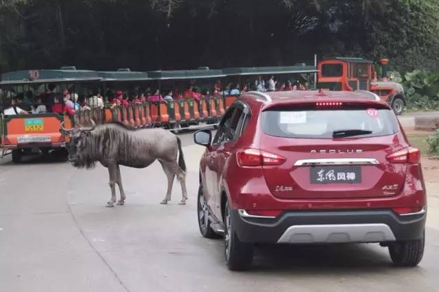 你先镇定一下，我们要在野生动物园里开车了