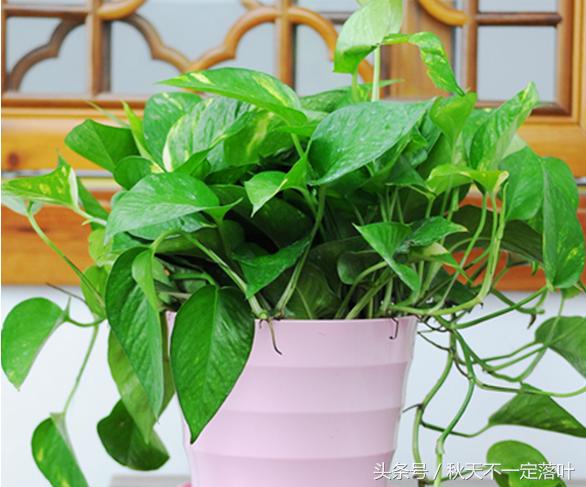 家里养开花的花有什么讲究吗,家里养哪种花最好有什么功能