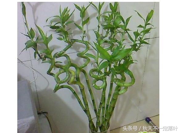 家里养开花的花有什么讲究吗,家里养哪种花最好有什么功能