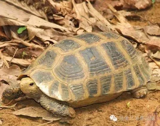 缅甸陆龟智商,缅甸陆龟政策
