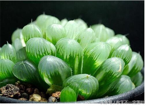 家里养开花的花有什么讲究吗,家里养哪种花最好有什么功能