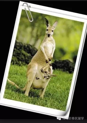 鍚勫浗鐣欏鐢熶紭鍔垮拰鍔ｅ娍,鍚勫浗鐣欏鐢熺浉浜蹭笌鐩哥埍