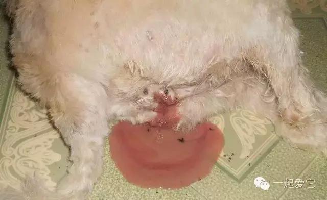 宠知识|狗狗来生理期了？作为家长的你知道吗？