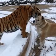 三只狗构成的麻将铁三角