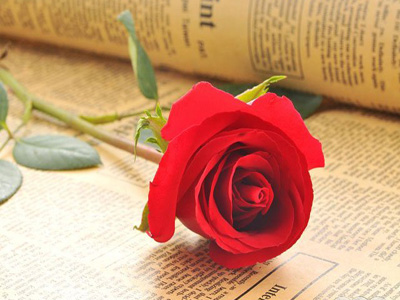 玫瑰各种颜色花语和寓意,玫瑰各个颜色花语及寓意是什么