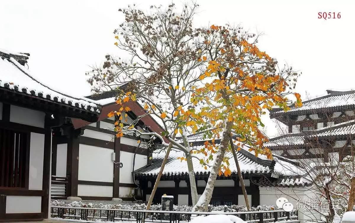 雪中宿迁，素颜都美到窒息！